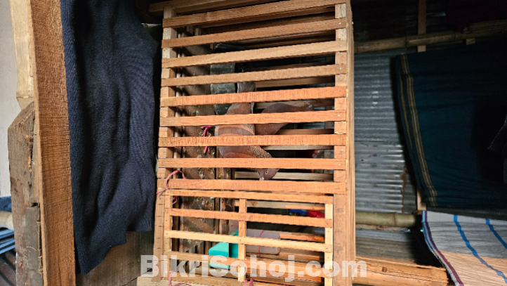 খাঁচা সহ একজোড়া কবুতর